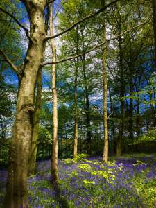 Bluebells-Portglenone-Forest4