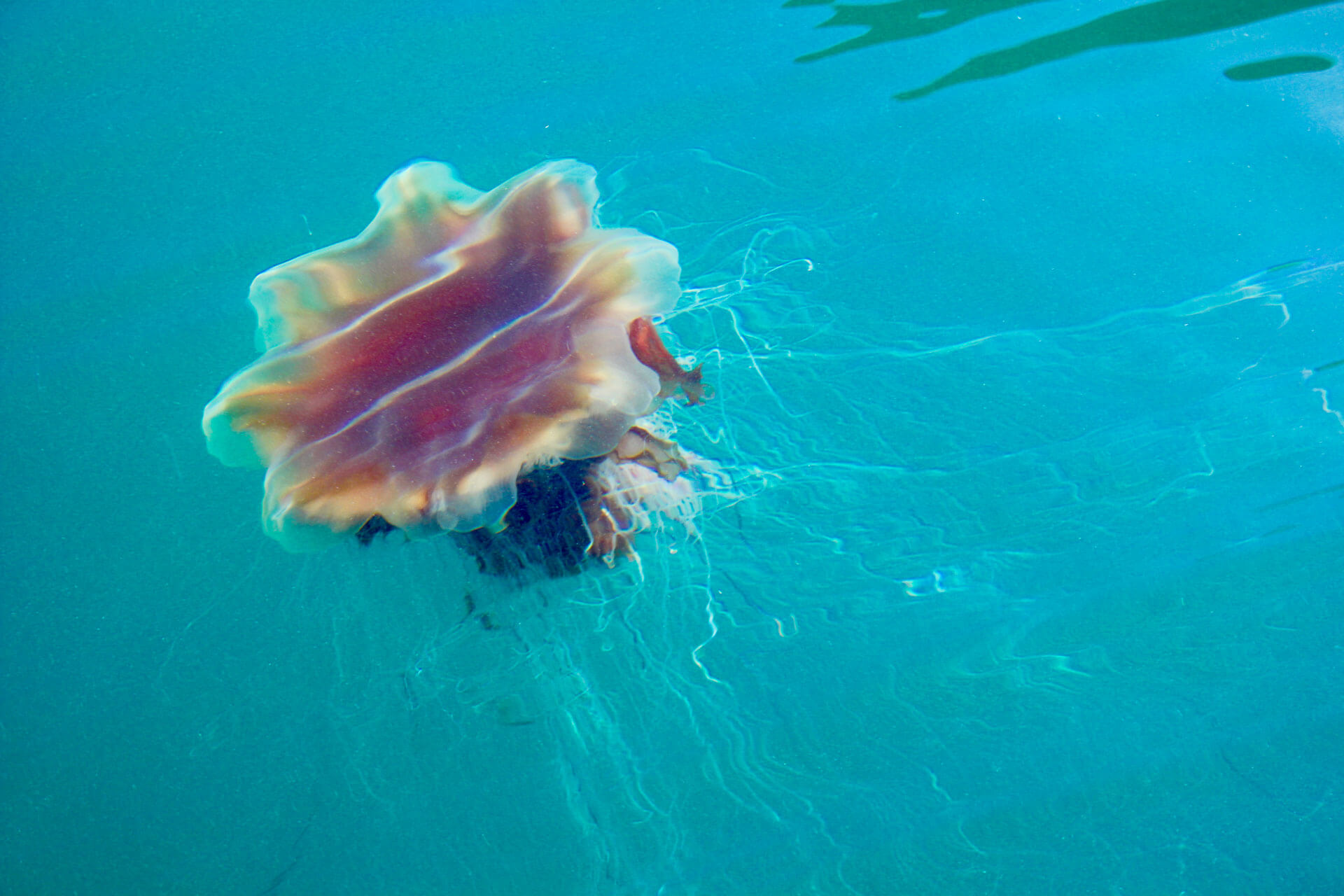 Jellyfish-The-Gobbins