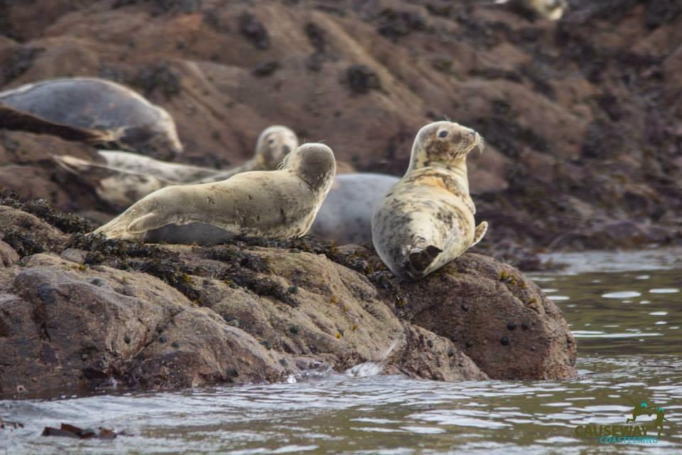 Seals at Inishtrahull