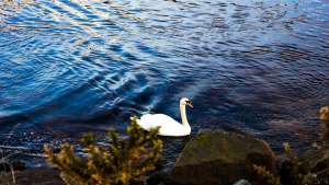Swan on Toome Canal
