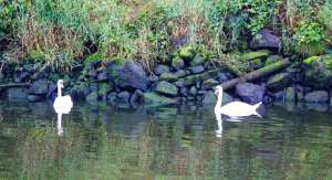 Swans on the River Bann