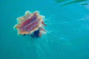 Gobbins Jellyfish