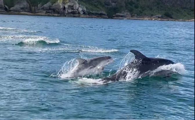 Dolphins Abhainn Cruises